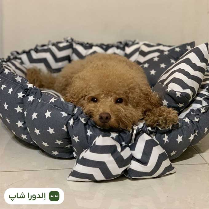 جای خواب سگ