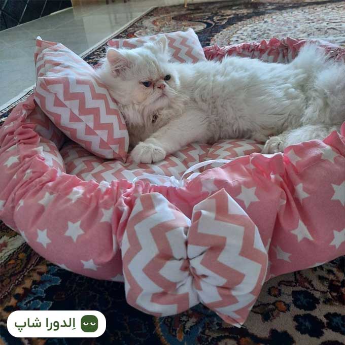 جای خواب گربه