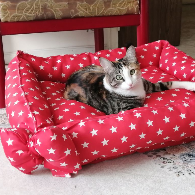 تشک گربه ستاره ای