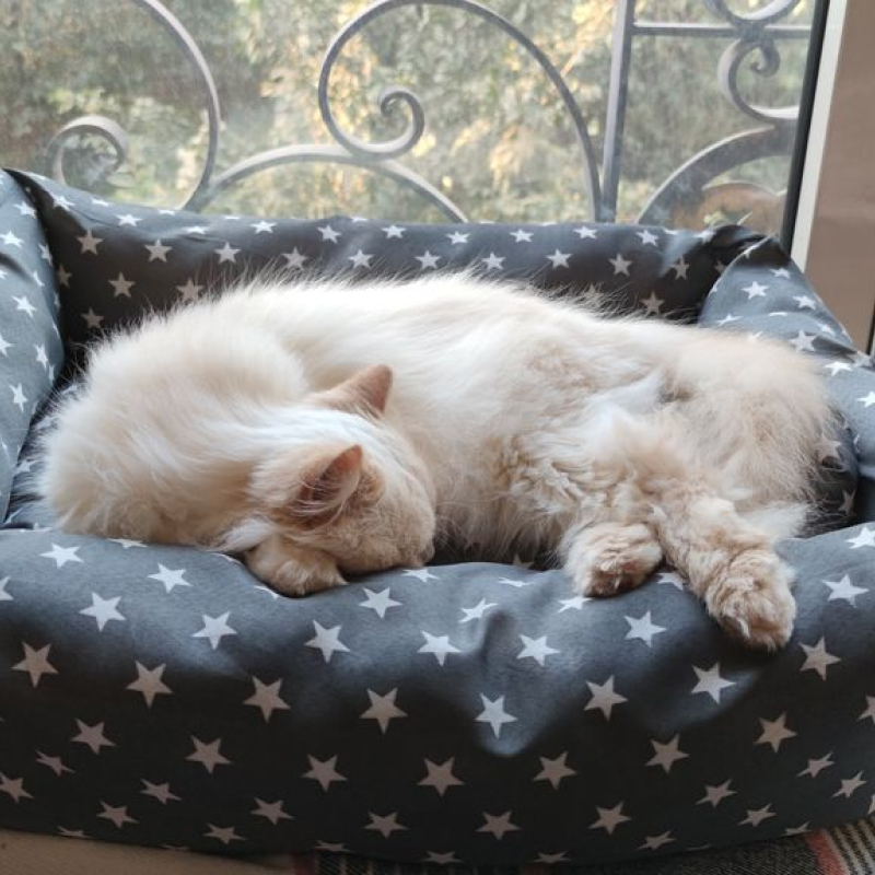 تشک پت ارزان